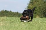 LABRADOR 478